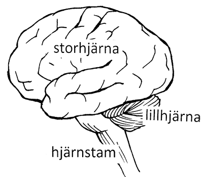 Illustration av hjärnan med storhjärna, lillhjärna och hjärnstam. 