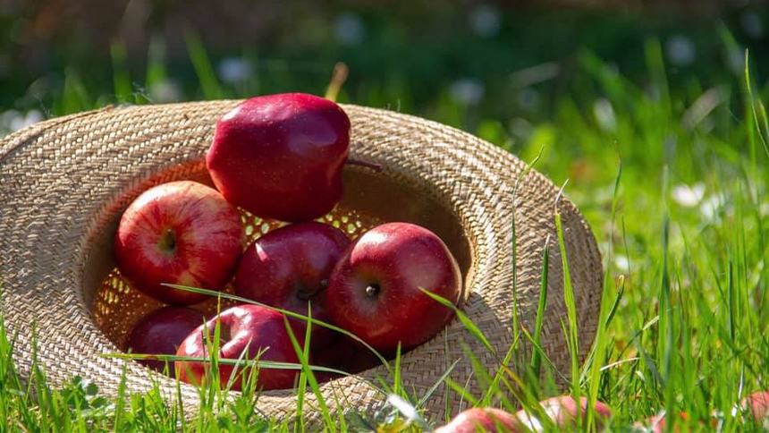 Röda äpplen i en stråhatt i gräs